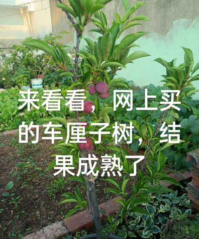 樱桃树几年结果 樱桃树几年结果