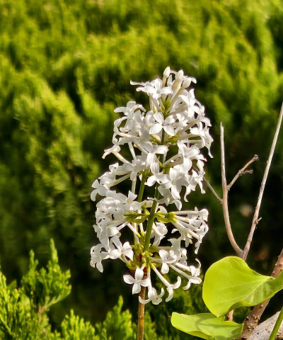 小众送妈妈的花有哪些花
