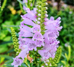 小众送妈妈的花有哪些花