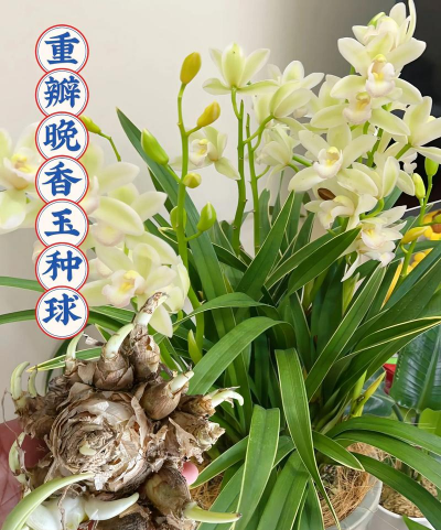 小众送妈妈的花有哪些花