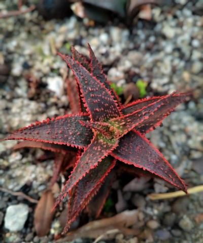 小众送妈妈的花有哪些花