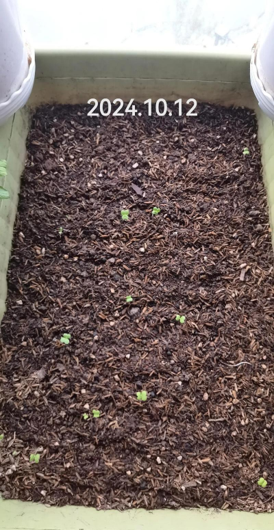 小众送妈妈的花有哪些花