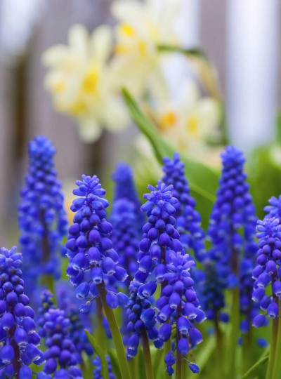 小众送妈妈的花有哪些花