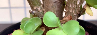 小众送妈妈的花有哪些花