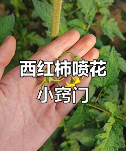 小众送妈妈的花有哪些花