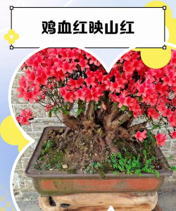 映山红冬天能栽活吗