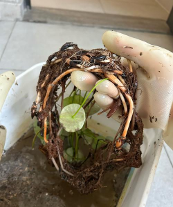 小众送妈妈的花有哪些花