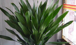 小众送妈妈的花有哪些花