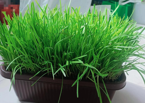 小众送妈妈的花有哪些花