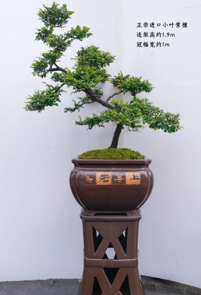 小众送妈妈的花有哪些花