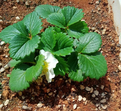 小众送妈妈的花有哪些花