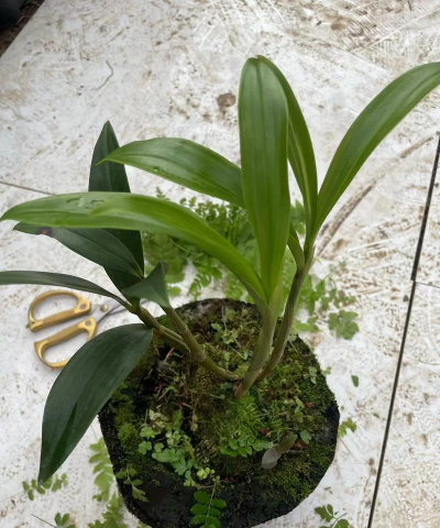 小众送妈妈的花有哪些花