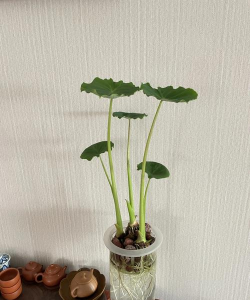 小众送妈妈的花有哪些花