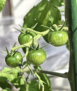 小众送妈妈的花有哪些花