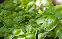 小众送妈妈的花有哪些花