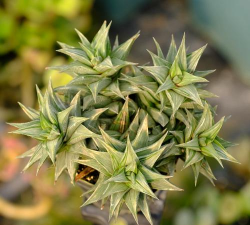 小天狗叶子皱怎么回事