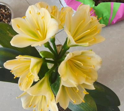 小众送妈妈的花有哪些花