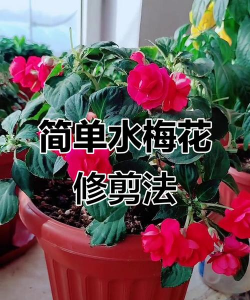 小众送妈妈的花有哪些花
