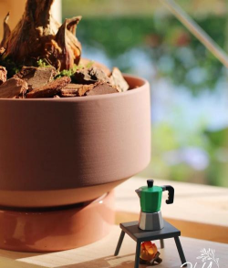 小众送妈妈的花有哪些花