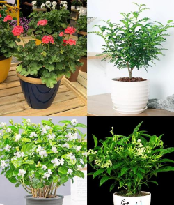 小众送妈妈的花有哪些花