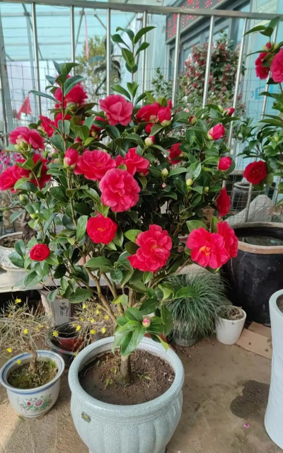 小众送妈妈的花有哪些花