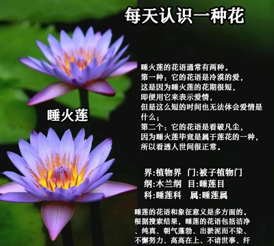 小众送妈妈的花有哪些花