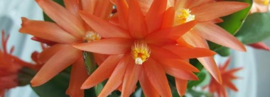 小众送妈妈的花有哪些花