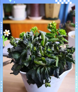 小众送妈妈的花有哪些花