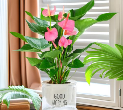 小众送妈妈的花有哪些花