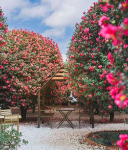 小众送妈妈的花有哪些花