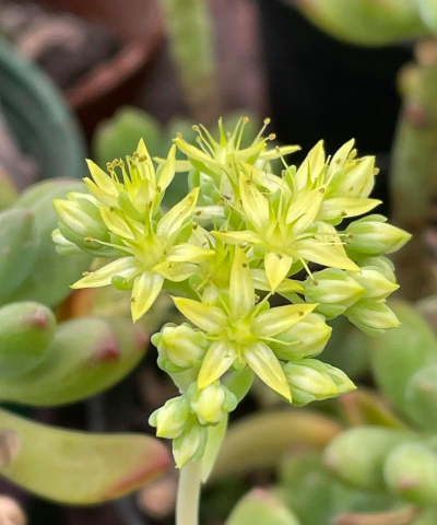 小众送妈妈的花有哪些花