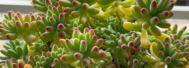 乙女心和八千代的区别