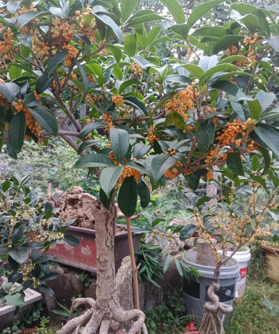 小众送妈妈的花有哪些花