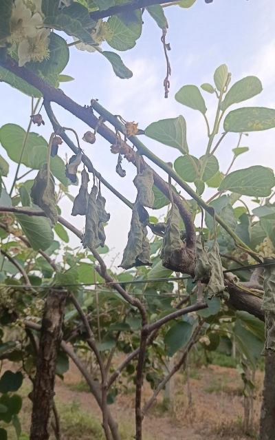 小众送妈妈的花有哪些花