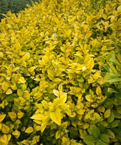 金叶女贞的形态特征