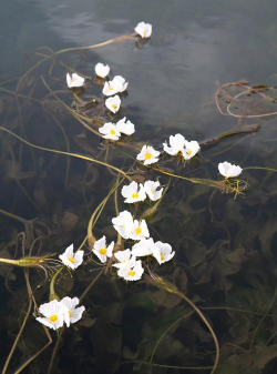 小众送妈妈的花有哪些花