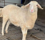 小尾寒羊多少钱一只