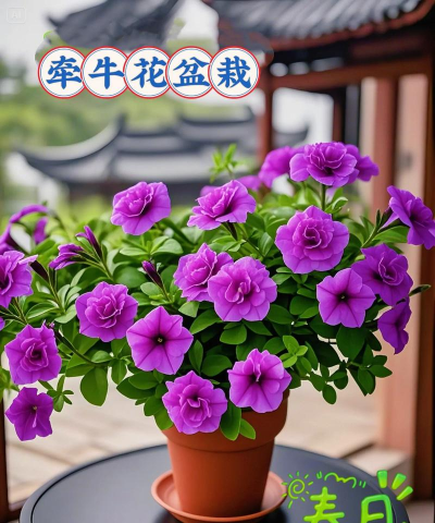 小众送妈妈的花有哪些花