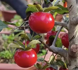 小众送妈妈的花有哪些花