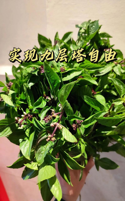 小众送妈妈的花有哪些花