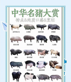 有哪些名猪种