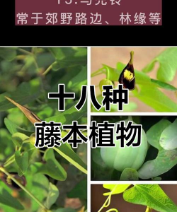 小众送妈妈的花有哪些花