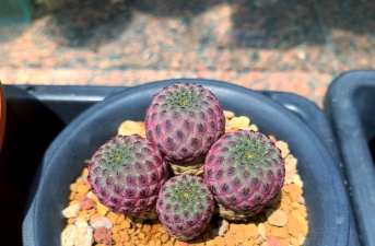 小众送妈妈的花有哪些花