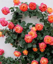 小众送妈妈的花有哪些花