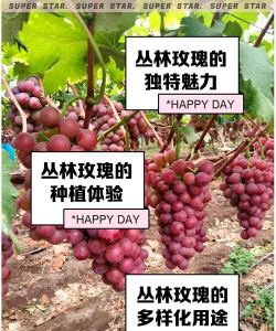 小众送妈妈的花有哪些花