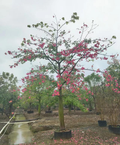 大腹木棉树大概多少钱
