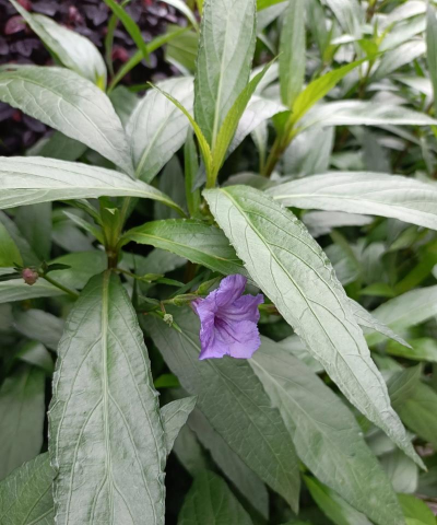小众送妈妈的花有哪些花