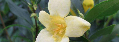 小众送妈妈的花有哪些花