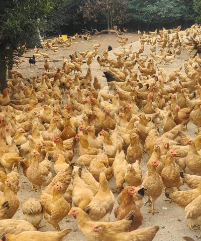 小众送妈妈的花有哪些花