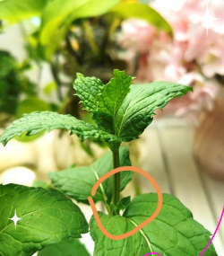 小众送妈妈的花有哪些花